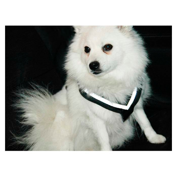 Hundesele MIMsafe Allsafe - Medium (3)