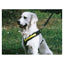 Hundesele MIMsafe Allsafe - Small (4)